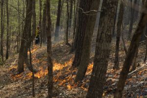 Prescribed Fire