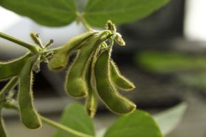 Soybean Pod