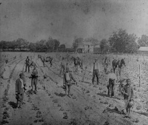 Strawberry Pickers