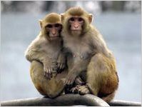 Yerkes National Primate Research Center