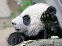 Zoo Atlanta
