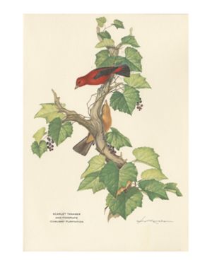 Scarlet Tanager and Foxgrape, Ichauway Plantation