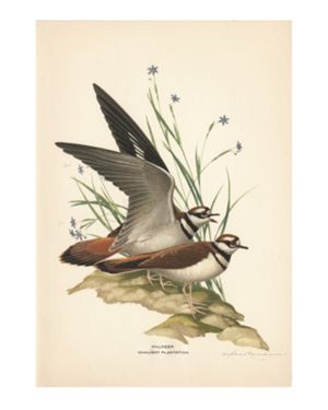 Killdeer, Ichauway Plantation