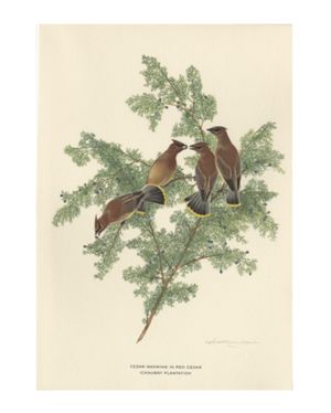 Cedar Waxwing in Red Cedar, Ichauway Plantation