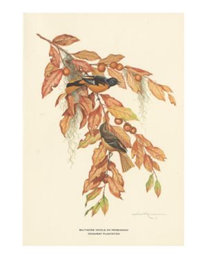 Baltimore Oriole on Persimmon, Ichauway Plantation