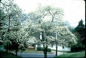 Scott Yard
