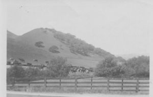 Cattle in Field
