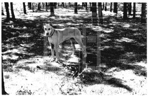 Callaway Family Dog