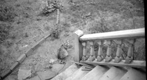Unidentified Cat