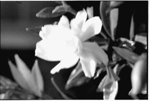 Lynn Morgan Negatives