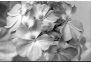 Lynn Morgan Negatives