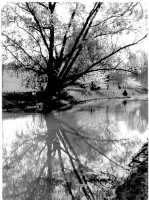 Ferrell Gardens