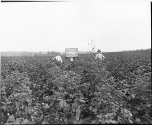 Cotton Pickers