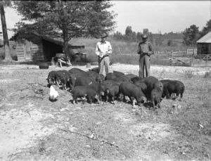 Hog Farm