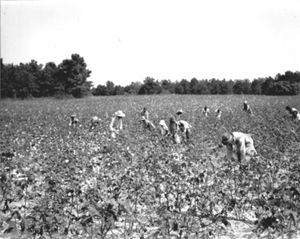 Cotton Pickers