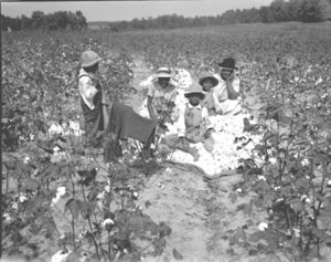 Cotton Pickers