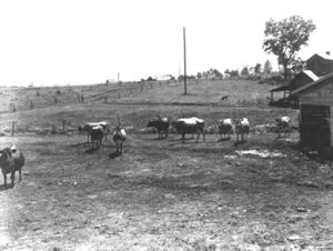 Field of Cows