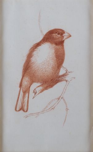 Rose-breasted Grosbeak