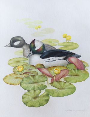 Bufflehead and Lily Pads