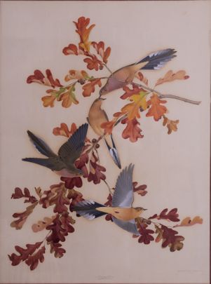 Mourning Dove