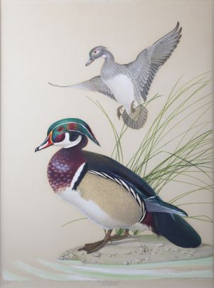 Wood Duck