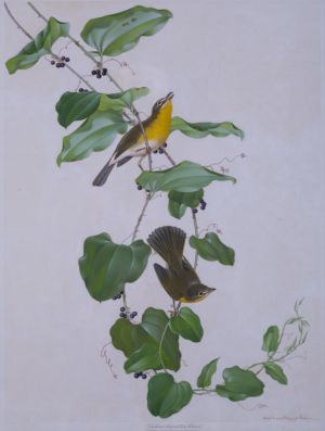 Yellow-breasted Chat