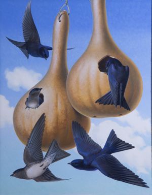 Purple Martin, Ichauway Plantation