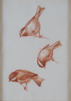 Carolina Chickadee