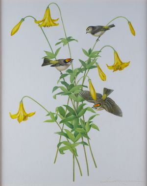 Golden-crowned Kinglet and Canada Lily