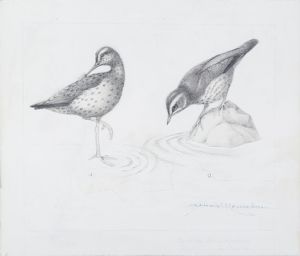 Spotted Sandpiper and Louisiana Water Thrush