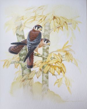 American Kestrel