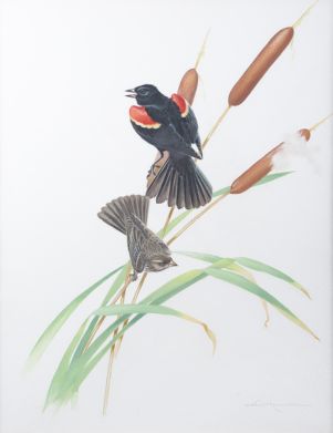 Red-winged Blackbird and Cattails
