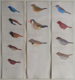 Study of Birds