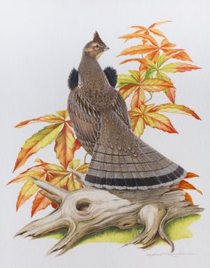 Ruffed Grouse and Virginia Creeper