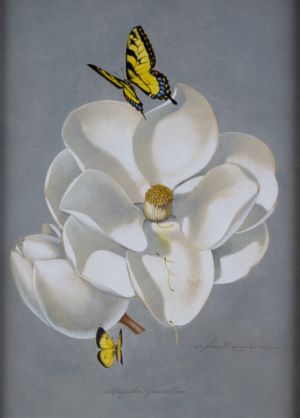 Magnolia Grandiflora