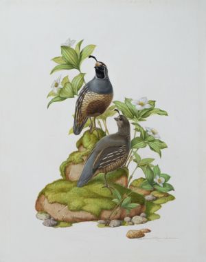 California Quail