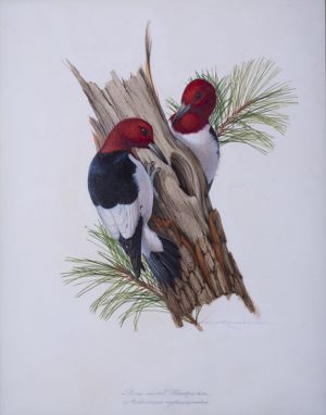 Red-headed Woodpecker