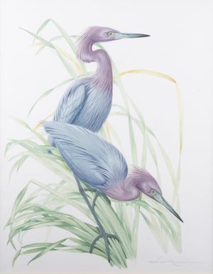 Great Blue Heron