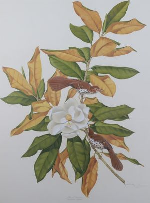 Brown Thrasher