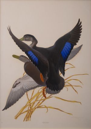 Black Duck