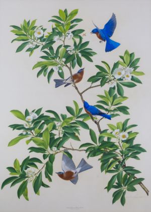 Eastern Bluebird