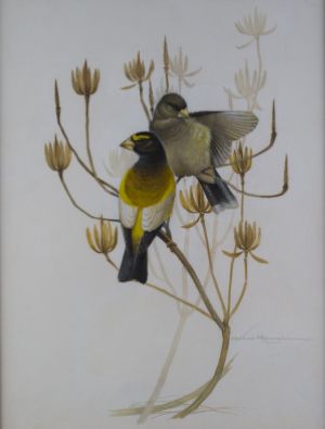 Evening Grosbeak and Tulip Poplar