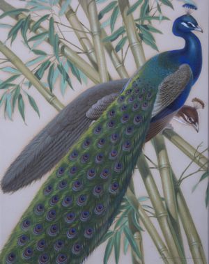 Peafowl and Bamboo