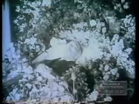 Series of WSB-TV newsfilm clips of mourners at the funeral of Russian poet and novelist Boris Pasternak in Peredelkino, Russia, 1960 June 2