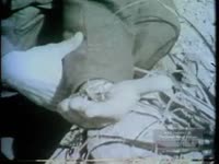 JORDANIANS SPRAYING TO KILL LOCUSTS (1961)