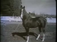 Series of WSB-TV newsfilm clips showing dogs, a horse, and a pigeon performing tricks, 1960 February 12