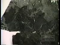 FOSSIL DISCOVERED BY SCIENTIST, SAYS IT SHOWS BACKBONED ANIMAL COULD FLY THROUGH THE AIR