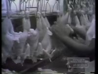 POULTRY PROCESSING AND AT SUPERMARKET; ATLANTA FARMERS MARKET OPEN; FLORIDA SPOKESMAN ON DISPUTE WITH GEORGIA (NO DATE)
