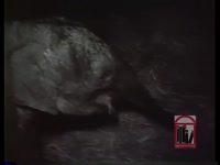 Trapeze artist talks about his biggest thrill, and a view of the circus animals (1964).