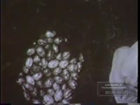 FILM OF ELABORATELY DECORATED EASTER EGGS